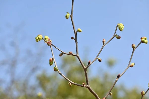 Květy Oříškové Zimy Corylopsis Spicata Hamamelidaceae Listnatý Strom Kvete Března — Stock fotografie