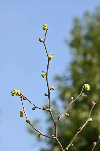 Çivili Kış Fındığı Corylopsis Spicata Çiçekler Hamamelidaceae Yaprak Döken Ağaç — Stok fotoğraf