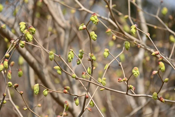 スパイクウインターヘイゼル ハマメリ科の落葉樹 3月4月に咲きます — ストック写真