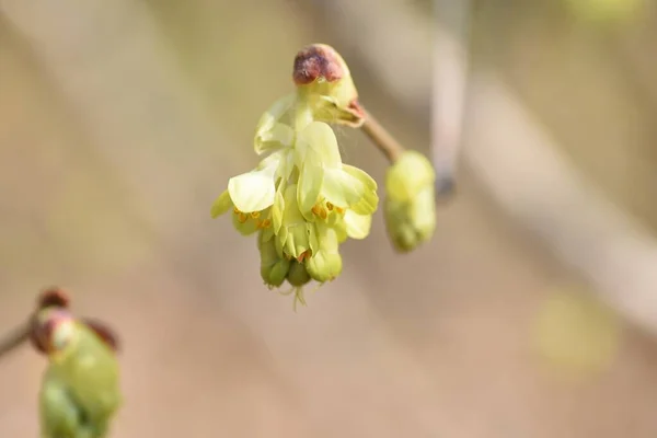 Φουντούκια Του Χειμώνα Corylopsis Spicata Λουλούδια Φυλλοβόλο Δέντρο Hamamelidaceae Ανθίζει — Φωτογραφία Αρχείου