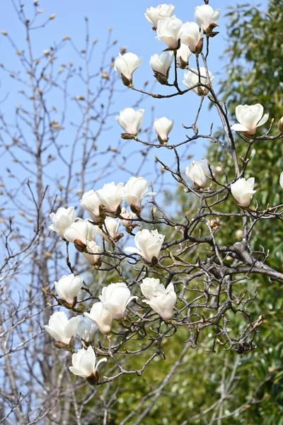 Λευκά Λουλούδια Μανόλια Magnolia Denudata Φυλλοβόλο Δέντρο Magnoliaceae Ανθίζει Από — Φωτογραφία Αρχείου