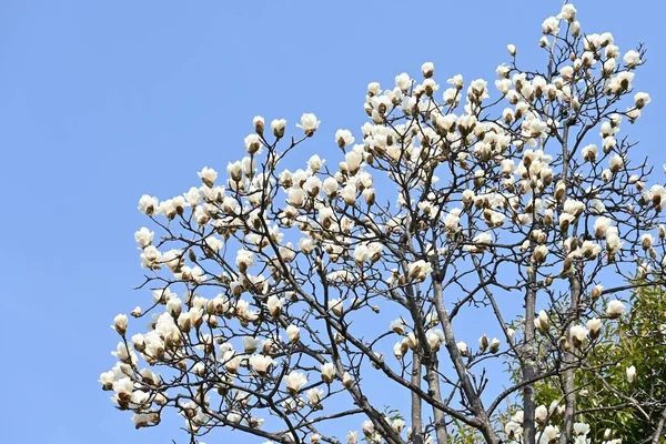 Beyaz Manolya Magnolia Denudata Çiçekleri Magnoliaceae Yapraklı Ağacı Şubat Tan — Stok fotoğraf