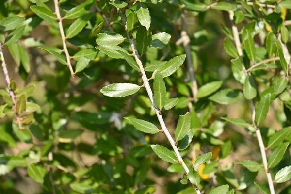 Плачучи Голлі Aquifoliaceae Evergreen Tree Листки Багаті Кофеїн Використовуються Чаях — стокове фото