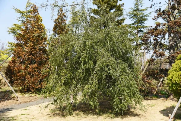 Płacząca Yaupon Holly Aquifoliaceae Wiecznie Zielone Drzewo Liście Bogate Kofeinę — Zdjęcie stockowe