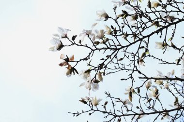 Kobus manolyası çiçek açar. Magnoliaceae yapraklı ağacı. Baharın başlarında diğer ağaçların önünde beyaz çiçekler açar. Çiçekler şifalıdır ve meyveler meyve şarabında kullanılır..