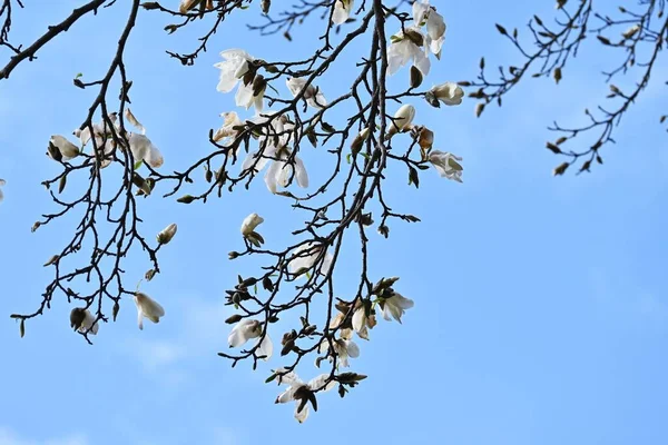 Kobus Magnolia Blossoms Magnoliaceae Deciduous Tree White Flowers Bloom Early — Stock Photo, Image