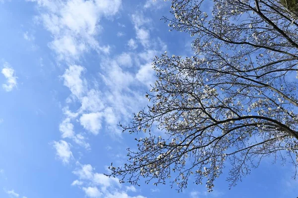 Kobus Magnolia Blüht Magnoliengewächse Laubbaum Weiße Blumen Blühen Zeitigen Frühling — Stockfoto