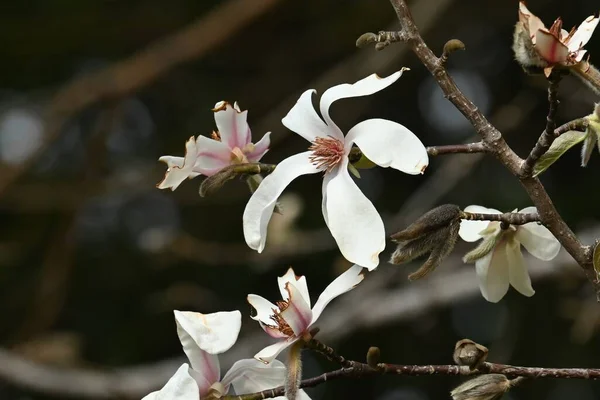 コブスマグノリアの花 落葉樹です 他の木よりも早く早春に白い花を咲かせます 花は薬用で果実は果実酒に使われます — ストック写真
