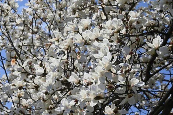 Kobus Magnolia Fleurit Magnoliaceae Arbre Feuilles Caduques Les Fleurs Blanches — Photo