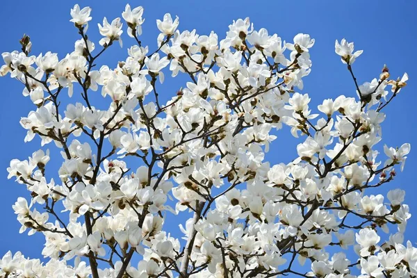 Kobus Magnolia Blossoms Magnoliaceae Deciduous Tree White Flowers Bloom Early — Stock Photo, Image