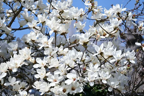 Kobus magnolia blossoms. Magnoliaceae deciduous tree. White flowers bloom in early spring ahead of other trees. The flowers are medicinal and the fruit is used in fruit wine.