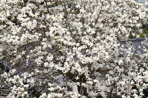 Άνθη Κομπολογιού Μανόλια Φυλλοβόλο Δέντρο Magnoliaceae Λευκά Λουλούδια Ανθίζουν Νωρίς — Φωτογραφία Αρχείου