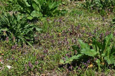 Kırmızı ölü ısırgan otu (Lamium purpureum) çiçekleri. Lamiaceae bienial bitkileri. Yol kenarlarında yetişir ve Mart 'tan Mayıs' a kadar kırmızımsı mor dudak şeklindeki çiçekler açar..