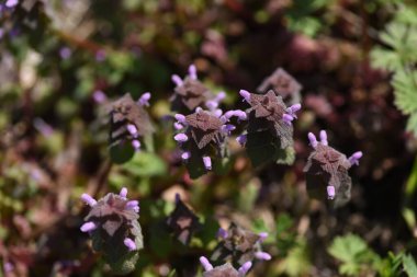Kırmızı ölü ısırgan otu (Lamium purpureum) çiçekleri. Lamiaceae bienial bitkileri. Yol kenarlarında yetişir ve Mart 'tan Mayıs' a kadar kırmızımsı mor dudak şeklindeki çiçekler açar..