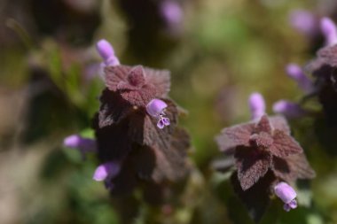 Kırmızı ölü ısırgan otu (Lamium purpureum) çiçekleri. Lamiaceae bienial bitkileri. Yol kenarlarında yetişir ve Mart 'tan Mayıs' a kadar kırmızımsı mor dudak şeklindeki çiçekler açar..