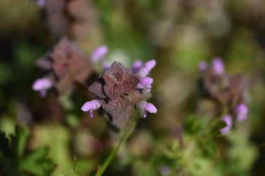 Kırmızı ölü ısırgan otu (Lamium purpureum) çiçekleri. Lamiaceae bienial bitkileri. Yol kenarlarında yetişir ve Mart 'tan Mayıs' a kadar kırmızımsı mor dudak şeklindeki çiçekler açar..