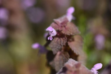 Kırmızı ölü ısırgan otu (Lamium purpureum) çiçekleri. Lamiaceae bienial bitkileri. Yol kenarlarında yetişir ve Mart 'tan Mayıs' a kadar kırmızımsı mor dudak şeklindeki çiçekler açar..