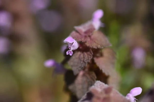 红色的枯萎花 紫苏兰花 两年生杜鹃科植物 三月至五月沿路生长及开花的红紫色唇状花 — 图库照片
