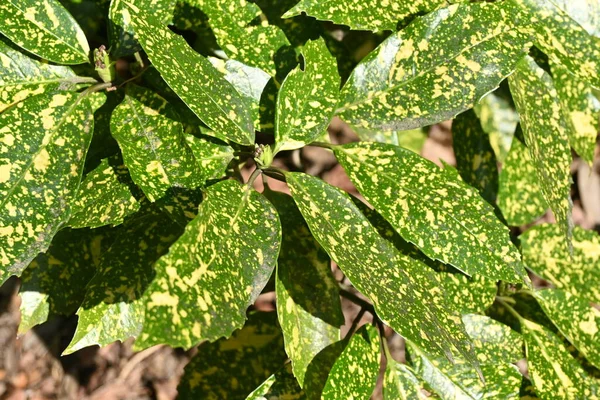 Variegated Japanese Aucuba Leaves Aucubaceae Evergreen Shrub Dioecious Leaves Have — Stock Photo, Image