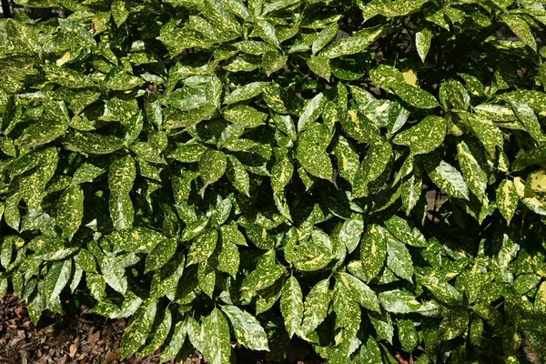 Folhas Aucuba Japonesas Variegadas Aucubaceae Arbusto Sempre Verde Dióicas Folhas — Fotografia de Stock