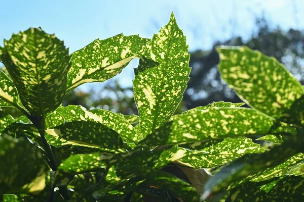 Gevarieerde Japanse Aucubabladeren Aucubaceae Groenblijvende Struik Dioecious Bladeren Hebben Geneeskrachtige — Stockfoto