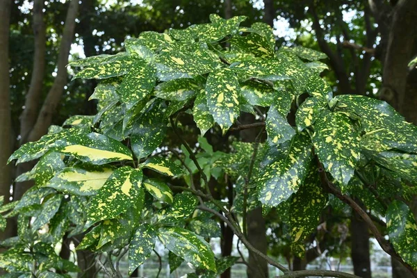 Urozmaicone Japońskie Liście Aukuby Aucubaceae Wiecznie Zielony Krzew Dioecious Liście — Zdjęcie stockowe