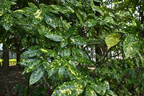 Gevarieerde Japanse Aucubabladeren Aucubaceae Groenblijvende Struik Dioecious Bladeren Hebben Geneeskrachtige — Stockfoto