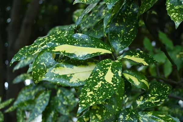 日本のオキュウバの葉が斑入り オークブ科常緑低木 雌雄異株で葉には薬効があります — ストック写真
