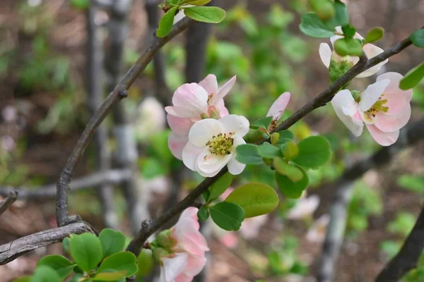 Japansk Kvitten Chaenomeles Speciosa Blommor Rosaceae Lövbuske Röda Rosa Eller — Stockfoto