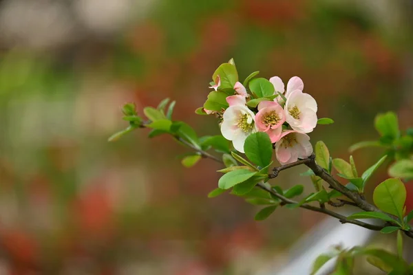 Japanese Quince Chaenomeles Speciosa Flowers Rosaceae Deciduous Shrub Red Pink — Stock Photo, Image