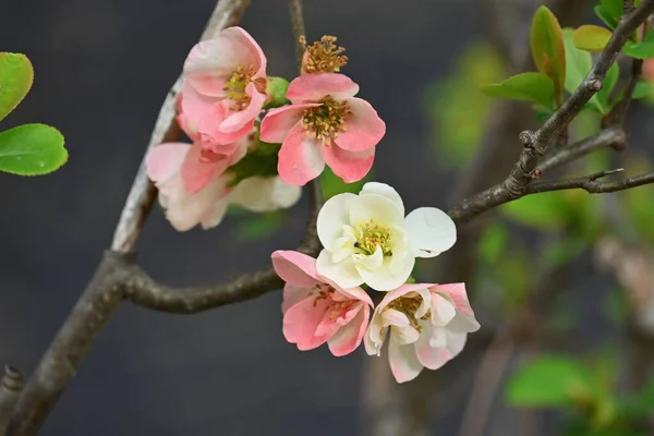 日本産クヌギ ケノメレスペキオサ バラ科の落葉低木 3月4月に赤 ピンク 白の花を咲かせ 果実は医薬品や果実酒に用いられます — ストック写真