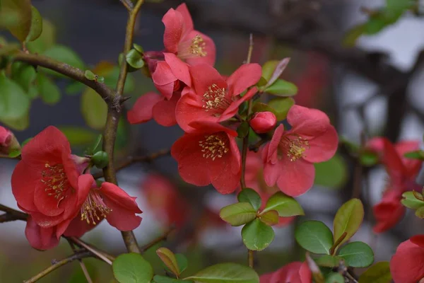 Květy Japonského Quince Chaenomeles Speciosa Rosaceae Listnatý Keř Červené Růžové — Stock fotografie