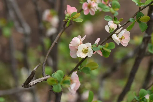 日本産クヌギ ケノメレスペキオサ バラ科の落葉低木 3月4月に赤 ピンク 白の花を咲かせ 果実は医薬品や果実酒に用いられます — ストック写真