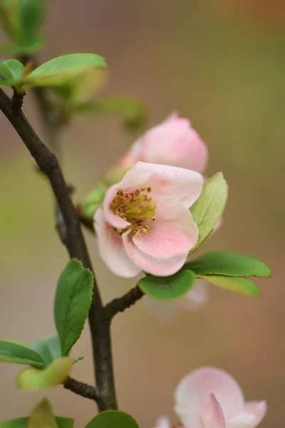 Japansk Kvitten Chaenomeles Speciosa Blommor Rosaceae Lövbuske Röda Rosa Eller — Stockfoto