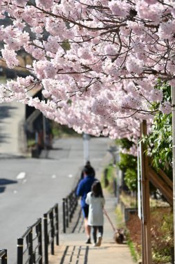  Çiçek açmış kiraz çiçekleri. Japonya 'da bahar manzarası. Mevsimlik arkaplan materyali