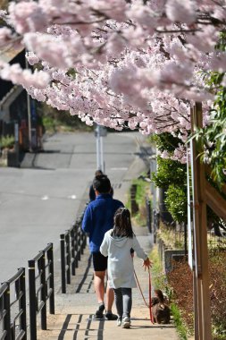  Çiçek açmış kiraz çiçekleri. Japonya 'da bahar manzarası. Mevsimlik arkaplan materyali