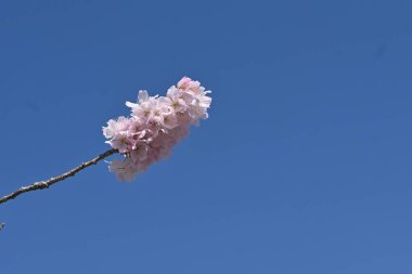  Çiçek açmış kiraz çiçekleri. Japonya 'da bahar manzarası. Mevsimlik arkaplan materyali