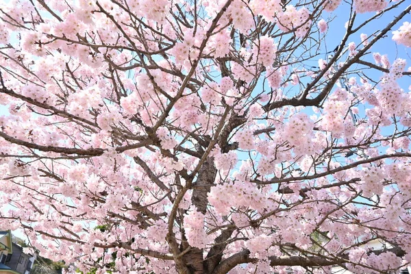 Цветение Сакуры Полном Расцвете Пейзаж Весны Японии Сезонный Материал — стоковое фото