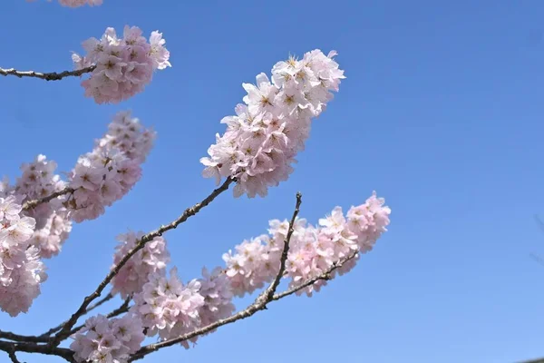 Třešňové Květy Plném Květu Krajina Jara Japonsku Sezónní Podkladový Materiál — Stock fotografie
