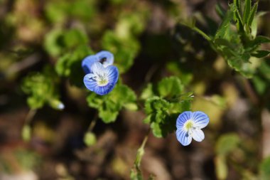 Pers Speedwell (Veronica Persica) çiçekleri. Plantaginaceae biennial yabani otlar. Yol kenarlarında ve tarla yollarında yetişir ve ilkbaharın başlarında kobalt mavisi çiçekleri vardır..