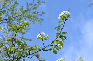  Japon kum armudu (Pyrus pyrifolia) çiçekleri. Nisan 'dan Mayıs' a kadar güzel beyaz çiçekler açar ve Eylül 'den Ekim' e kadar küçük küresel meyveler yetişir..