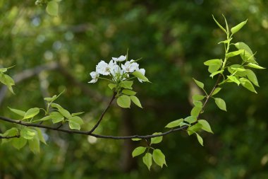  Japon kum armudu (Pyrus pyrifolia) çiçekleri. Nisan 'dan Mayıs' a kadar güzel beyaz çiçekler açar ve Eylül 'den Ekim' e kadar küçük küresel meyveler yetişir..