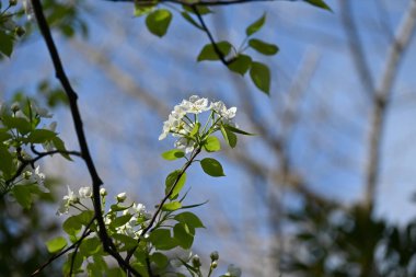  Japon kum armudu (Pyrus pyrifolia) çiçekleri. Nisan 'dan Mayıs' a kadar güzel beyaz çiçekler açar ve Eylül 'den Ekim' e kadar küçük küresel meyveler yetişir..