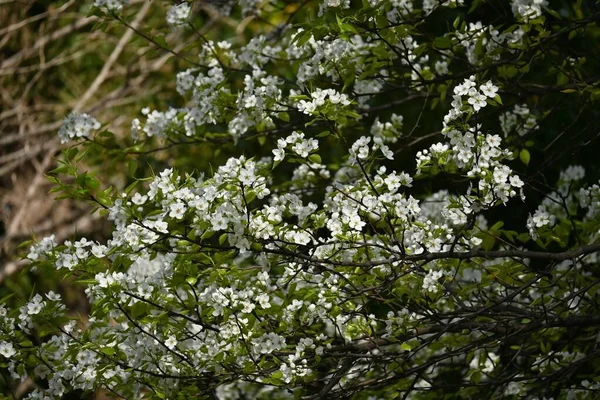Japońskie Kwiaty Gruszki Piaskowej Pyrus Pirifolia Piękne Białe Kwiaty Kwitną — Zdjęcie stockowe