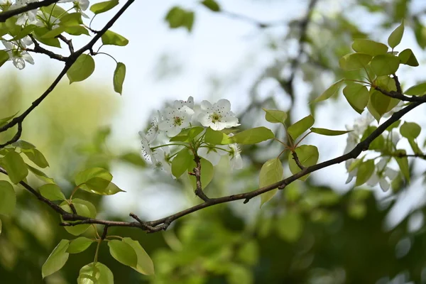 日本の砂梨 Pyrus Pyrifolia の花です 4月5月に美しい白花を咲かせ 9月10月に小さな球形の果実を咲かせます — ストック写真