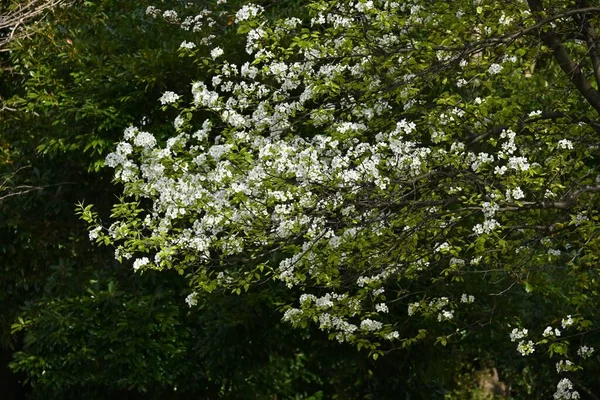 Japonské Květy Písečné Hrušky Pyrus Pyrifolia Krásné Bílé Květy Kvetou — Stock fotografie