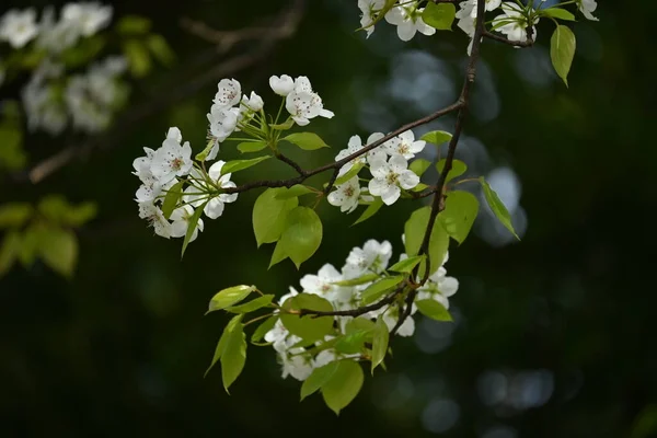 Японская Груша Pyrus Pyrifolia Цветы Красивые Белые Цветы Цветут Апреля — стоковое фото