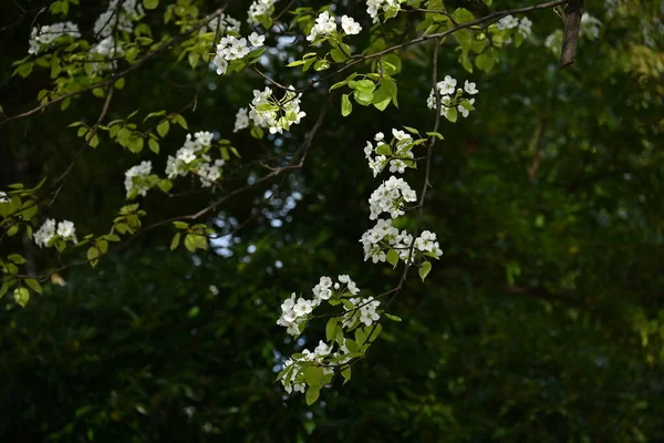 Ιαπωνικά Άνθη Αχλαδιού Pyrus Pyrifolia Όμορφα Λευκά Λουλούδια Ανθίζουν Από — Φωτογραφία Αρχείου