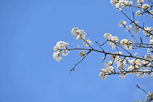 Japanese Sand Pear Pyrus Pyrifolia Flowers Beautiful White Flowers Bloom — Stock Photo, Image