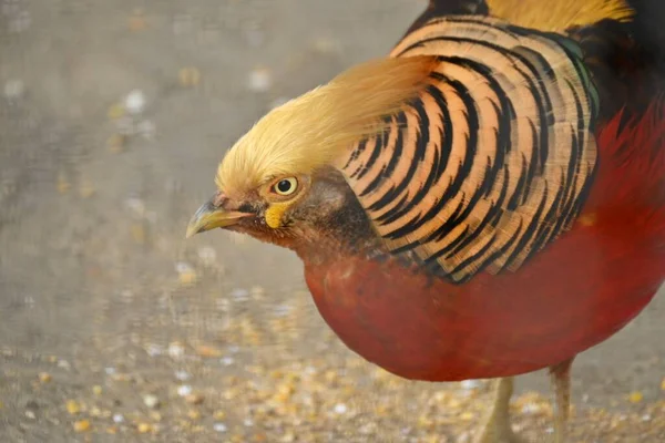 Faisão Dourado Chrysolophus Pictus Galliformes Phasianidae Aves Família Faisão Que — Fotografia de Stock